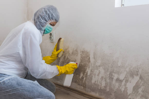 Home Mold Removal in Lincoln Center, KS
