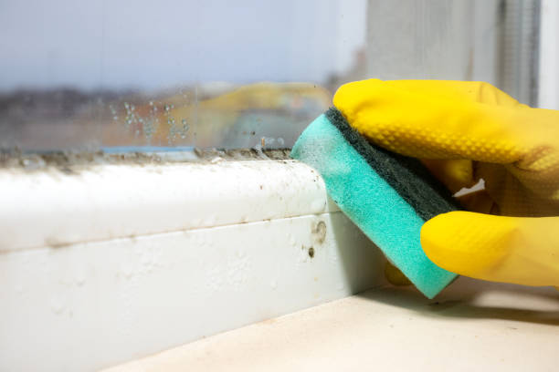 Best Affordable Mold Removal  in Lincoln Center, KS