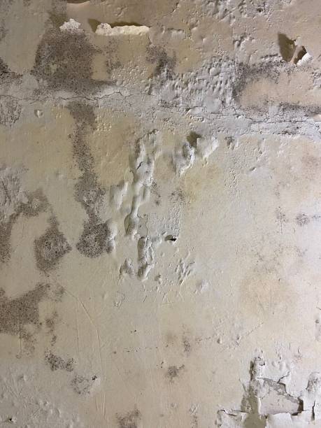 Best Attic Mold Removal  in Lincoln Center, KS