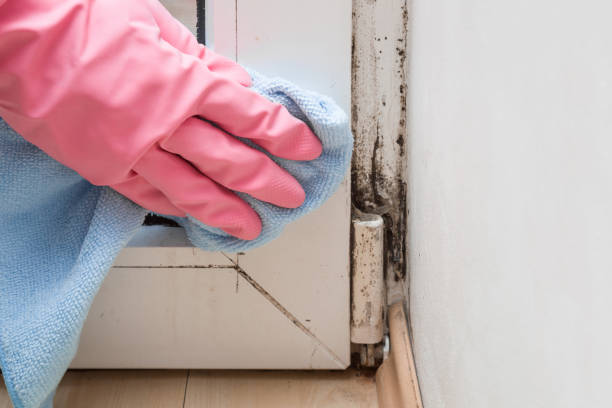 Best Affordable Mold Removal  in Lincoln Center, KS
